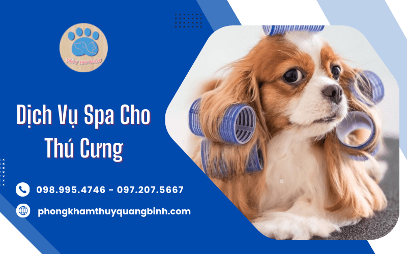 Dịch vụ spa cho thú cưng