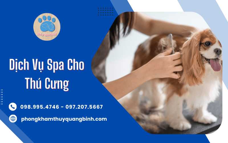 Dịch vụ spa cho thú cưng