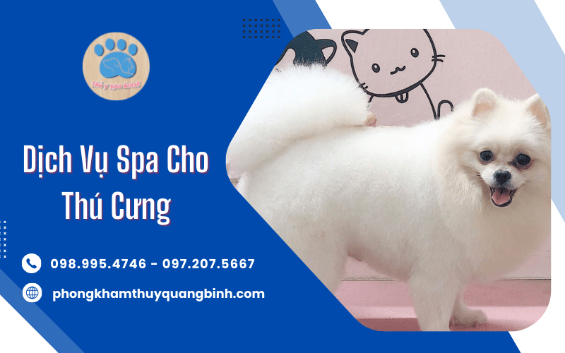 Dịch vụ spa cho thú cưng