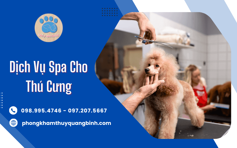 Dịch vụ spa cho thú cưng