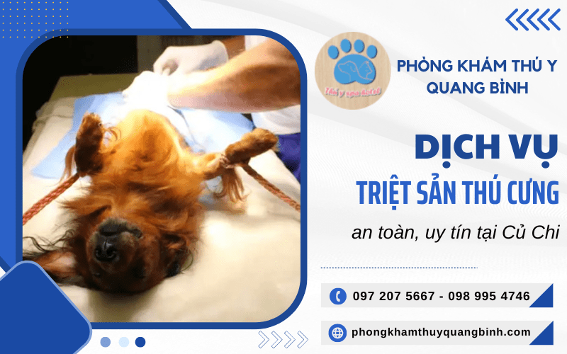 triệt sản thú cưng