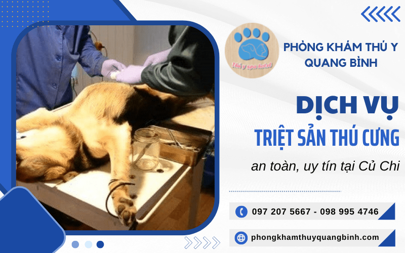 triệt sản thú cưng